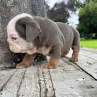 Male, Lilac Tri, a male English Bulldog for sale in Houston, TX – 2 of 10