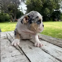 Male, Black Tri Merle, a male English Bulldog for sale in Houston, TX – 2 of 6