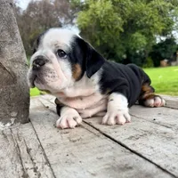 Male, Black Tri , a male English Bulldog for sale in Houston, TX – 5 of 6