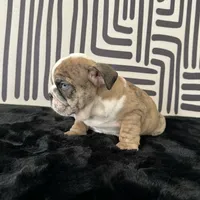 Male, Brindle, a male English Bulldog for sale in Houston, TX – 9 of 9