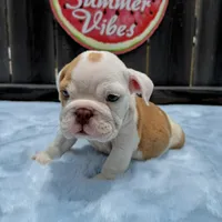 Male, Fawn and White, a male English Bulldog for sale in Houston, TX – 9 of 10