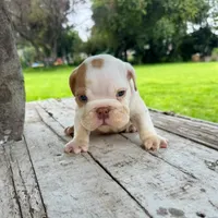 Male, Fawn and White, a male English Bulldog for sale in Houston, TX – 4 of 6