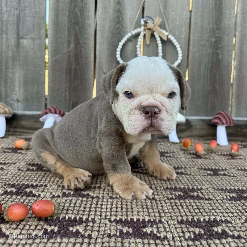Male, Lilac Tri – English Bulldog puppy for sale in Houston, TX