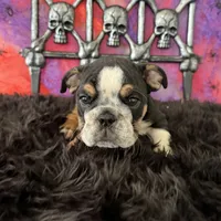 Male, Black Tri, a male English Bulldog for sale in Houston, TX – 5 of 7