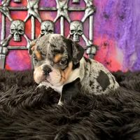 Female, Black Tri Merle, a female English Bulldog for sale in Houston, TX – 5 of 6