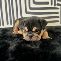 Male, Black Tri, a male English Bulldog for sale in Houston, TX – 3 of 6