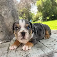 Male, Blue Tri Merle, a male English Bulldog for sale in Houston, TX – 6 of 9