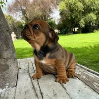 Male, red, a male English Bulldog for sale in Houston, TX – 7 of 8