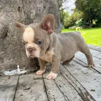 Male, Lilac and White, a male French Bulldog for sale in Houston, TX – 3 of 6