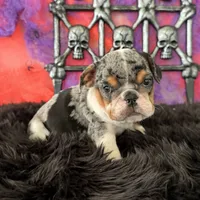 Female, Black Tri Merle, a female English Bulldog for sale in Houston, TX – 6 of 6
