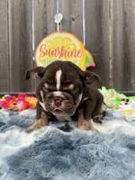 Male, Choco tri, a male English Bulldog for sale in Houston, TX – 6 of 7