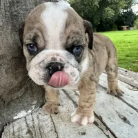 Male, Brindle, a male English Bulldog for sale in Houston, TX – 2 of 8