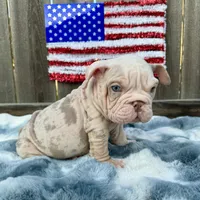 Male, Velvet, a male English Bulldog for sale in Houston, TX – 9 of 9