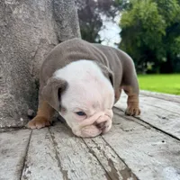 Male, Lilac Tri, a male English Bulldog for sale in Houston, TX – 5 of 10