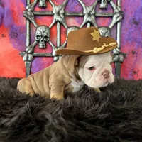 Male, Choco Tri, a male English Bulldog for sale in Houston, TX – 5 of 8