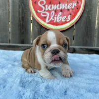 Male, Lilac and White, a male English Bulldog for sale in Houston, TX – 6 of 6