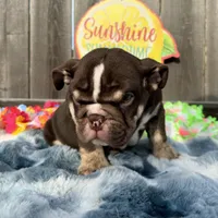 Male, Choco Tri, a male English Bulldog for sale in Houston, TX – 7 of 8