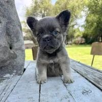 Male, Lilac and Tan, a male French Bulldog for sale in Houston, TX – Photo 8 of 8