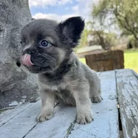 Male, Lilac and Tan, a male French Bulldog for sale in Houston, TX – Photo 2 of 8