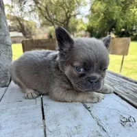 Male, Lilac and Tan, a male French Bulldog for sale in Houston, TX – Photo 7 of 8