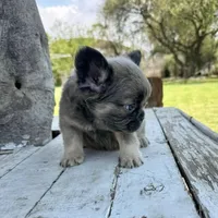 Male, Lilac and Tan, a male French Bulldog for sale in Houston, TX – Photo 5 of 8