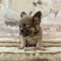 Male, Fluffy Lilac and Tan, a male French Bulldog for sale in Houston, TX – Photo 5 of 7
