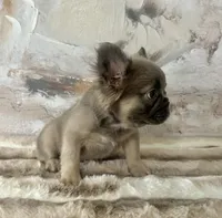 Male, Fluffy Lilac and Tan, a male French Bulldog for sale in Houston, TX – Photo 7 of 7