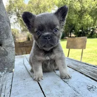 Male, Lilac and Tan, a male French Bulldog for sale in Houston, TX – Photo 6 of 8