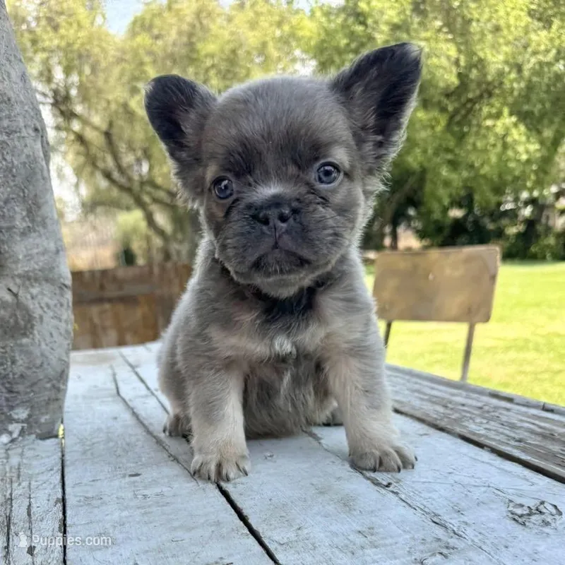 Male, Lilac and Tan – French Bulldog puppy for sale in Houston, TX
