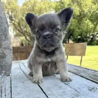 Male, Lilac and Tan, a male French Bulldog for sale in Houston, TX – Photo 1 of 8