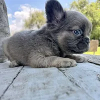 Male, Lilac and Tan, a male French Bulldog for sale in Houston, TX – Photo 3 of 8