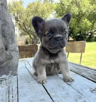 Male, Lilac and Tan, a male French Bulldog for sale in Houston, TX – Photo 4 of 8