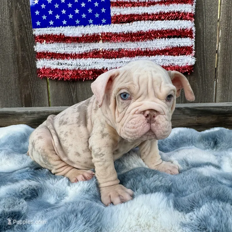 Male, Velvet – English Bulldog puppy for sale in Houston, TX