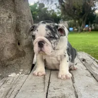 Male, Blue Tri Merle, a male English Bulldog for sale in Houston, TX – 4 of 6