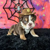 Male, Choco Tri , a male English Bulldog for sale in Houston, TX – 1 of 8
