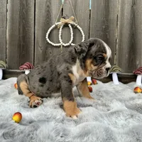Male, Black Tri Merle, a male English Bulldog for sale in Houston, TX – 2 of 7