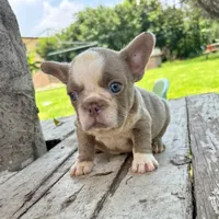 Male, Lilac and White, a male French Bulldog for sale in Houston, TX – 2 of 6