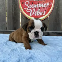 Male, Brindle, a male English Bulldog for sale in Houston, TX – 5 of 9