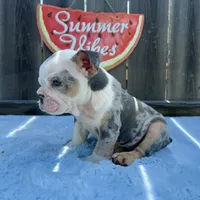 Male, Blue Tri Merle, a male English Bulldog for sale in Houston, TX – 2 of 5