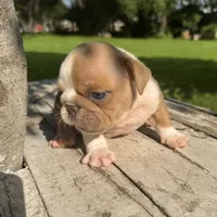Male, Fawn and White, a male English Bulldog for sale in Houston, TX – 2 of 4