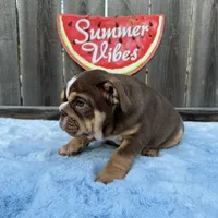 Female, Choco Tri, a female English Bulldog for sale in Houston, TX – 6 of 10
