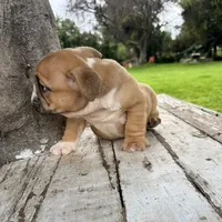Male, Fawn and White, a male English Bulldog for sale in Houston, TX – 6 of 8