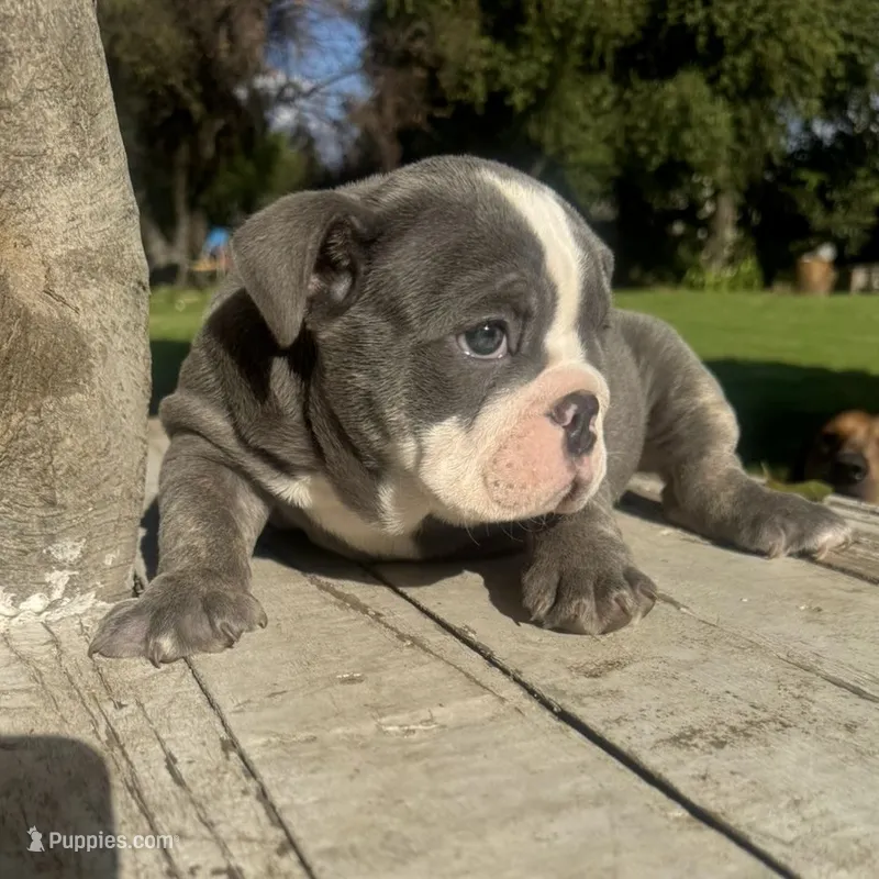 Female, Blue Tri – English Bulldog puppy for sale in Houston, TX