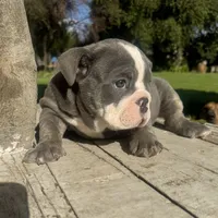 Female, Blue Tri, a female English Bulldog for sale in Houston, TX – 1 of 6