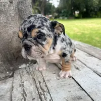 Female, Black Tri Merle, a female English Bulldog for sale in Houston, TX – 2 of 2