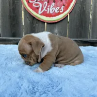 Male, Lilac and White, a male English Bulldog for sale in Houston, TX – 4 of 6