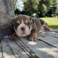 Male, Choco Tri, a male English Bulldog for sale in Houston, TX – 4 of 6