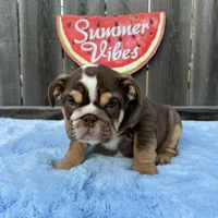 Female, Choco Tri, a female English Bulldog for sale in Houston, TX – 3 of 10