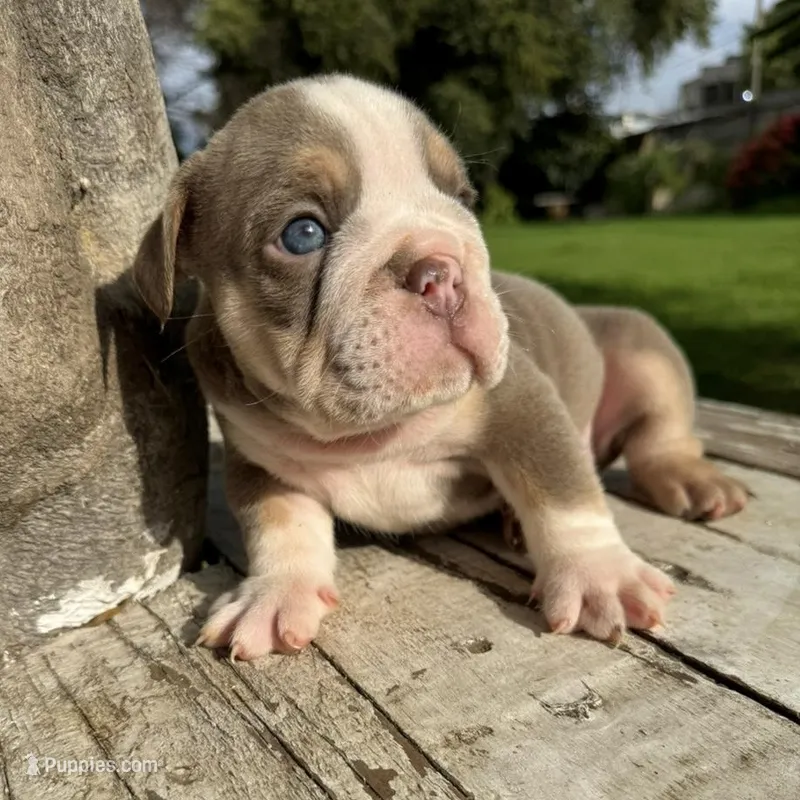Male, Lilac Tri – English Bulldog puppy for sale in Houston, TX