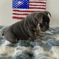 Male, Blue and Tan, a male English Bulldog for sale in Houston, TX – 4 of 5